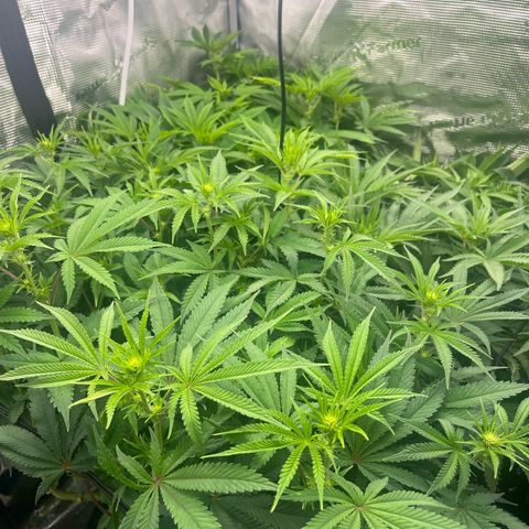 1 growlog timeline photo