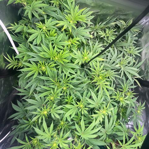 1 growlog timeline photo