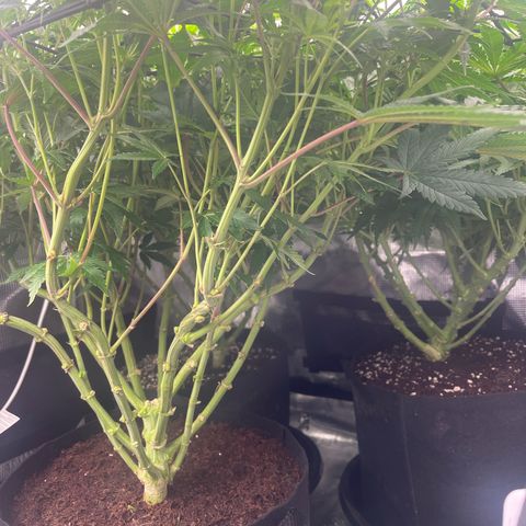 1 growlog timeline photo