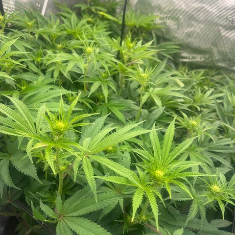 1 growlog timeline photo