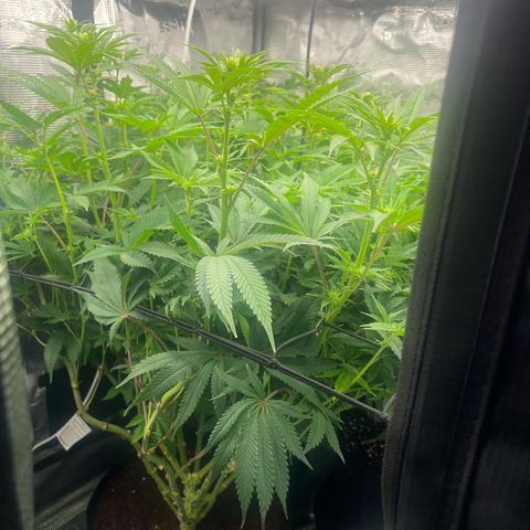 1 growlog timeline photo
