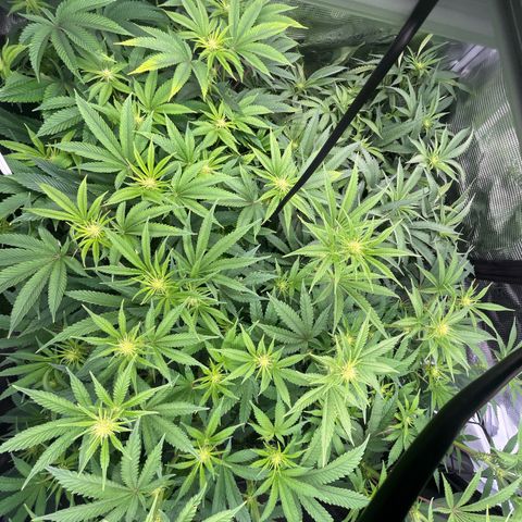 1 growlog timeline photo