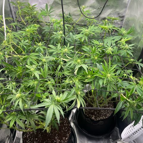 1 growlog timeline photo