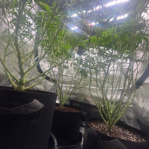 1 growlog timeline photo