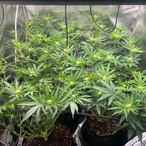 1 growlog timeline photo