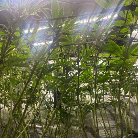 1 growlog timeline photo