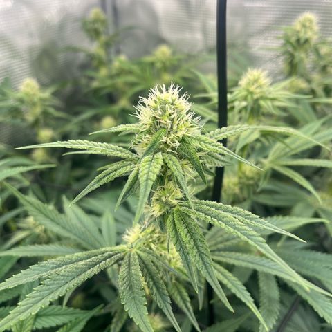 1 growlog timeline photo