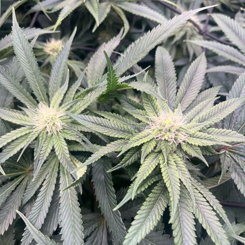 1 growlog timeline photo
