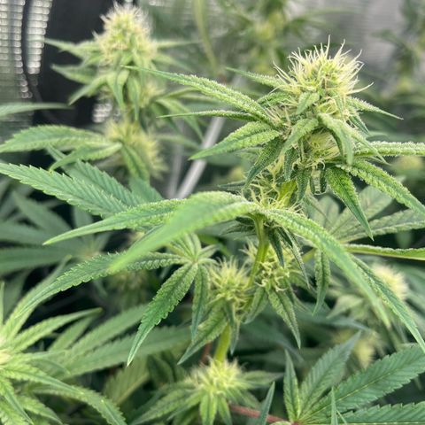 1 growlog timeline photo