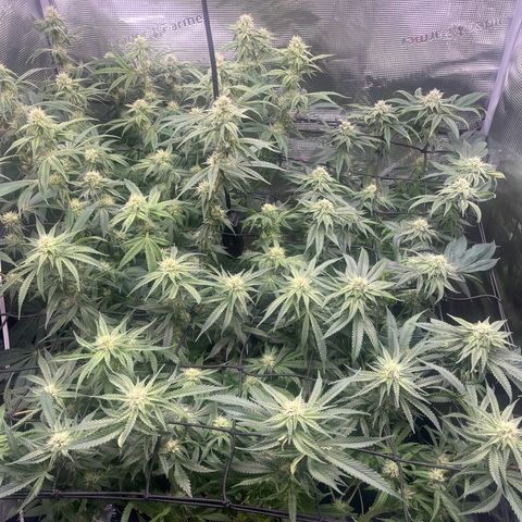 1 growlog timeline photo
