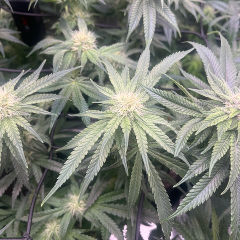 1 growlog timeline photo