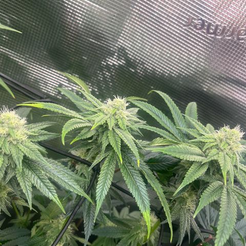 1 growlog timeline photo