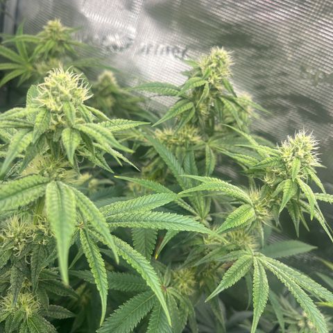 1 growlog timeline photo