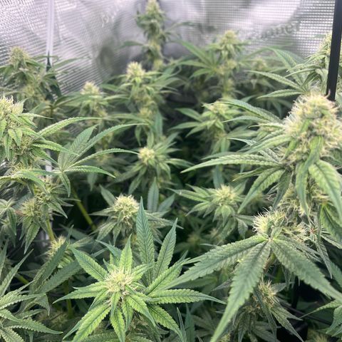 1 growlog timeline photo