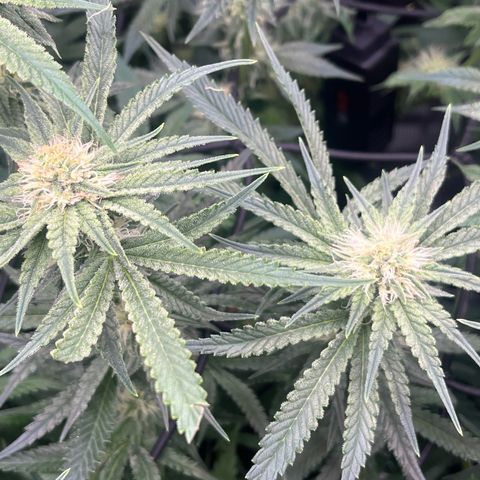 1 growlog timeline photo