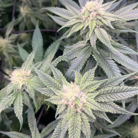 1 growlog timeline photo