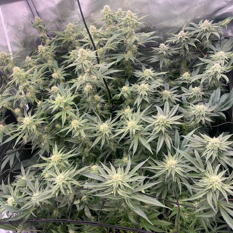 1 growlog timeline photo
