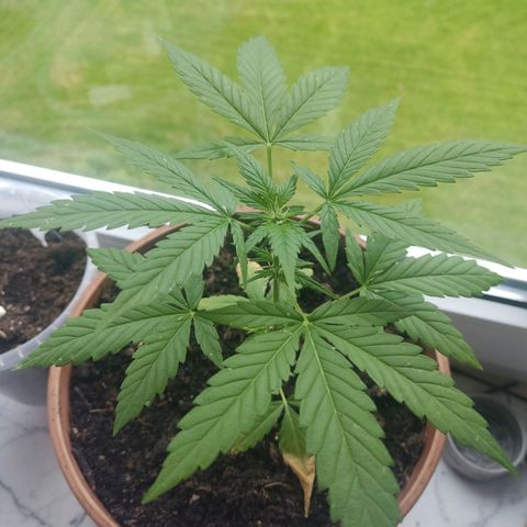 Auto White Widow growlog timeline photo