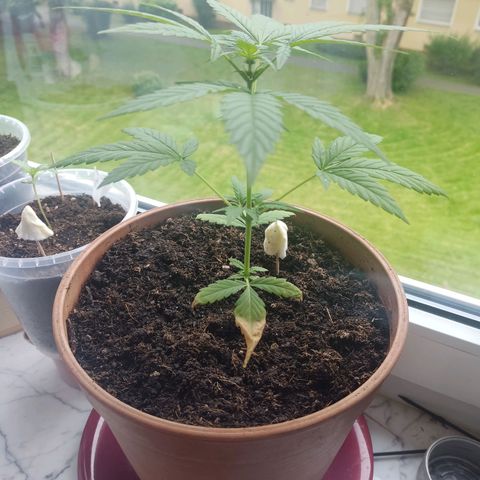 Auto White Widow growlog timeline photo