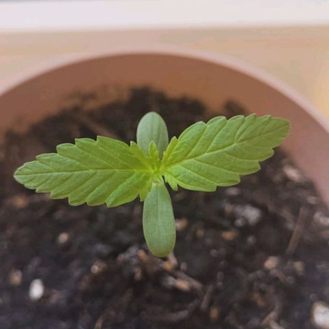 Auto White Widow growlog timeline photo