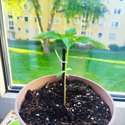Auto White Widow growlog timeline photo