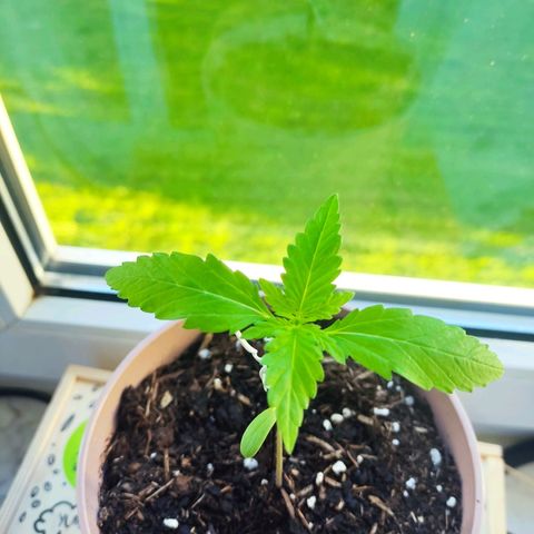 Auto White Widow growlog timeline photo