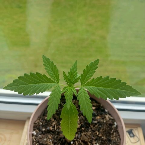 Auto White Widow growlog timeline photo