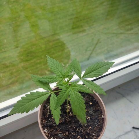Auto White Widow growlog timeline photo