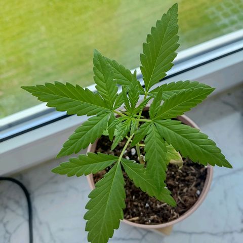 Auto White Widow growlog timeline photo
