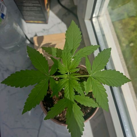 Auto White Widow growlog timeline photo
