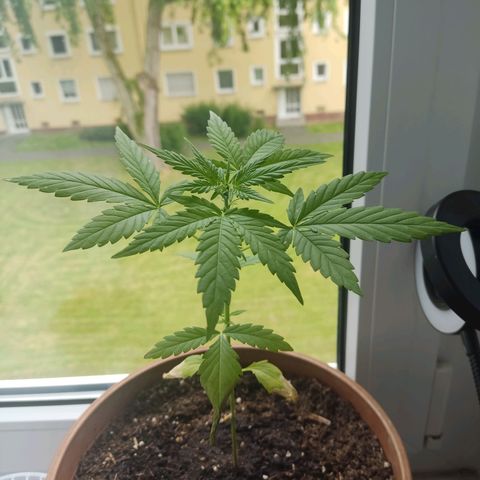 Auto White Widow growlog timeline photo