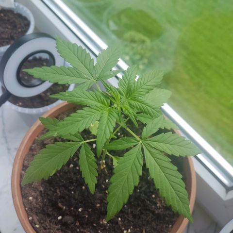 Auto White Widow growlog timeline photo