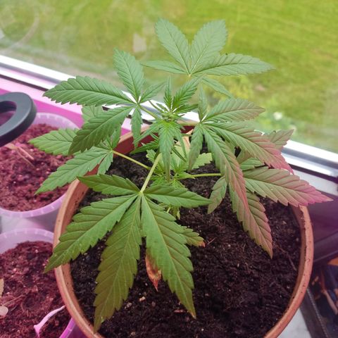 Auto White Widow growlog timeline photo