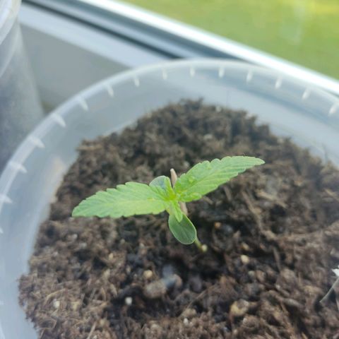Watermelon Automatic growlog timeline photo