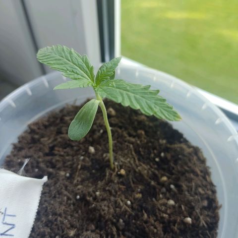 North Thunderfuck Auto growlog timeline photo
