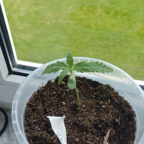 North Thunderfuck Auto growlog timeline photo
