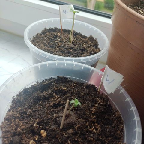 North Thunderfuck Auto growlog timeline photo
