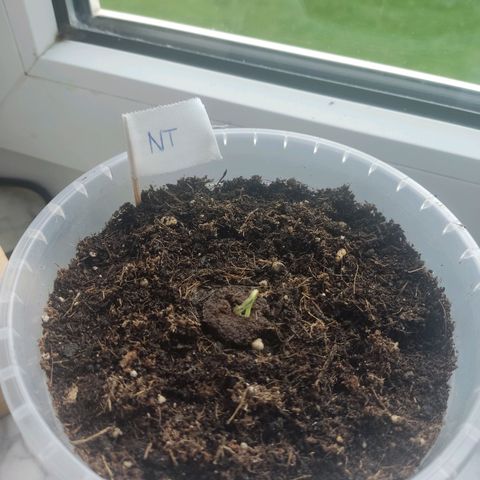 North Thunderfuck Auto growlog timeline photo