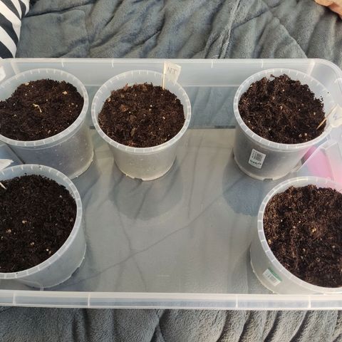 Watermelon Automatic growlog timeline photo