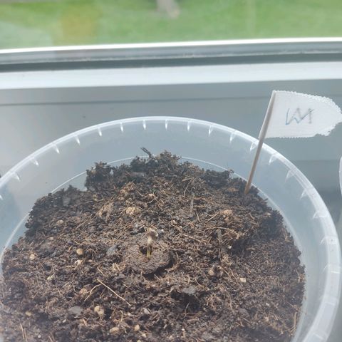 Watermelon Automatic growlog timeline photo