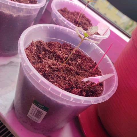 North Thunderfuck Auto growlog timeline photo