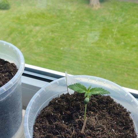 Watermelon Automatic growlog timeline photo