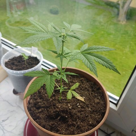 Auto White Widow growlog timeline photo