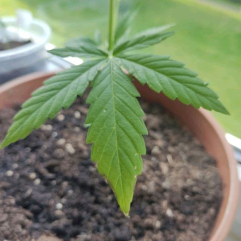 Auto White Widow growlog timeline photo