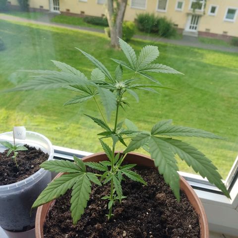 Auto White Widow growlog timeline photo