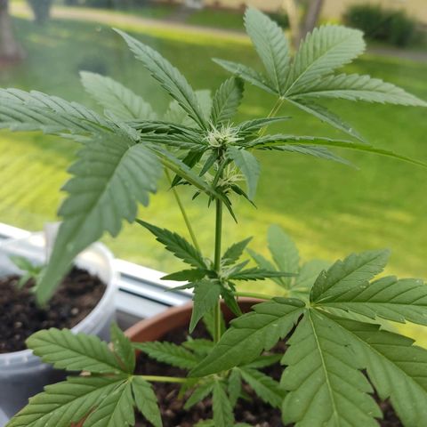 Auto White Widow growlog timeline photo
