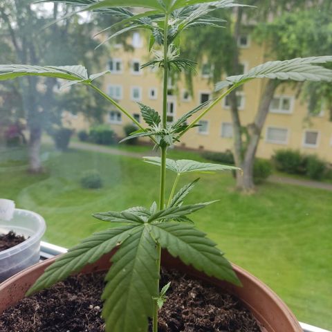 Auto White Widow growlog timeline photo