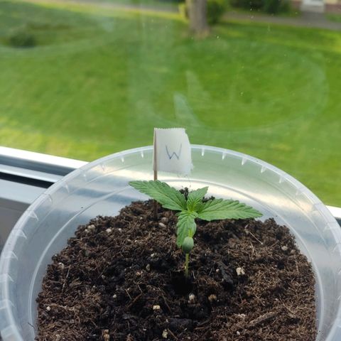 Watermelon Automatic growlog timeline photo