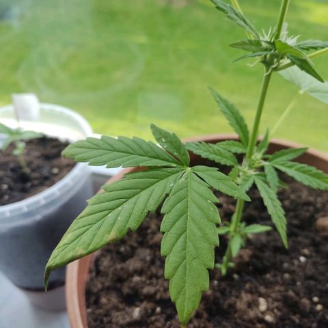 Auto White Widow growlog timeline photo