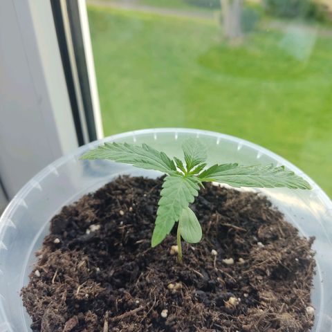 North Thunderfuck Auto growlog timeline photo